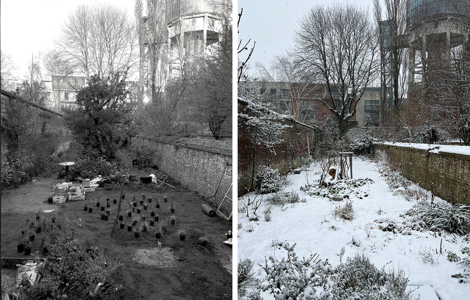 wintergarden, snow, plantspacing