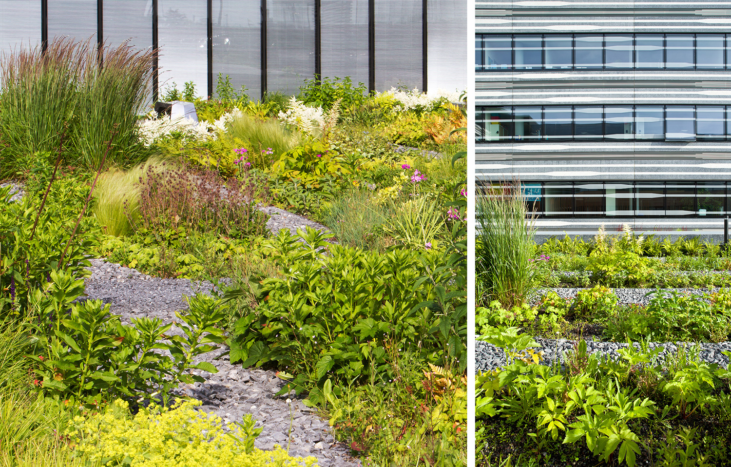 landscapedesign, roofgarden, perenials