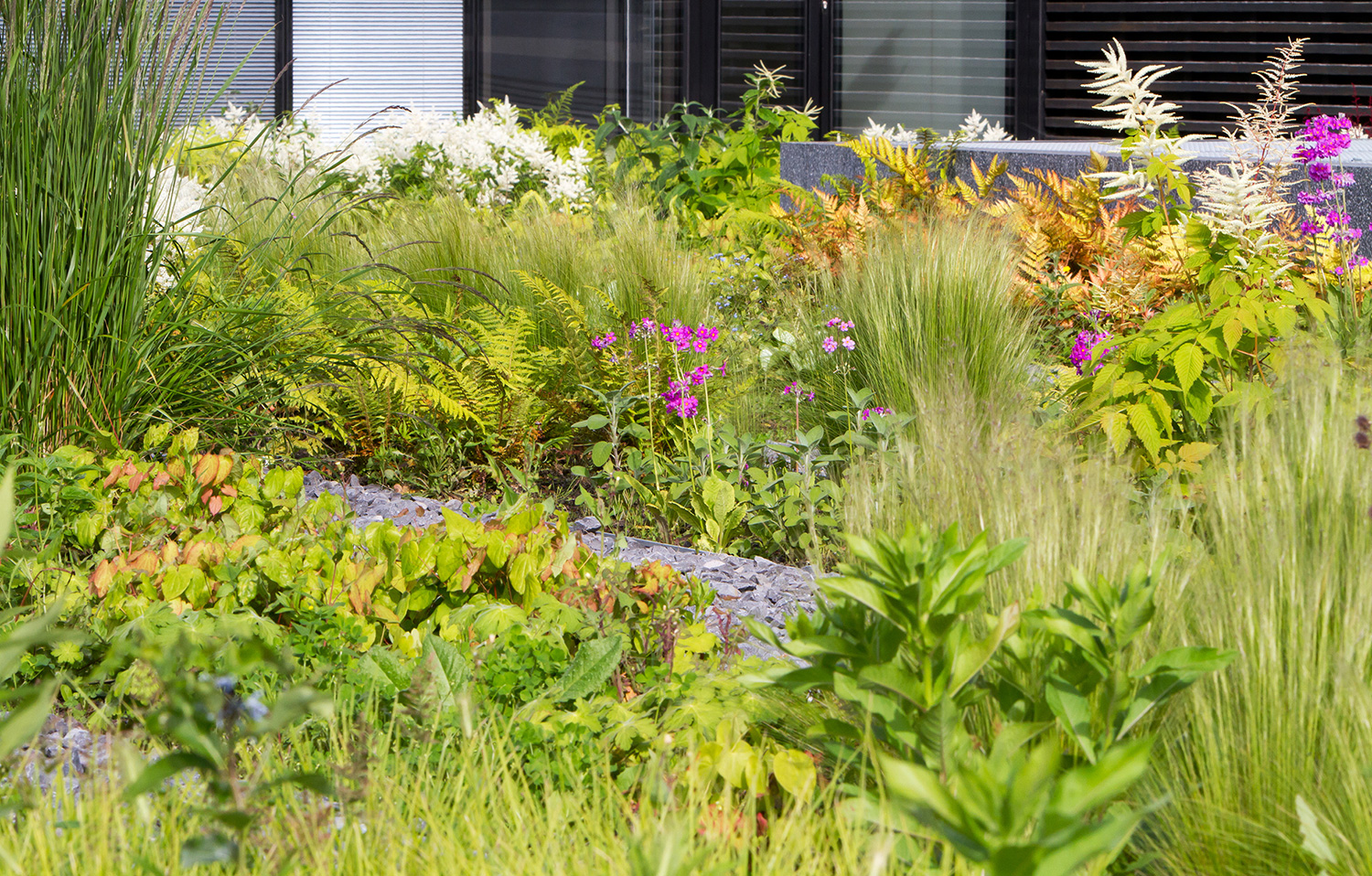 perenials, flowers, roofgarden