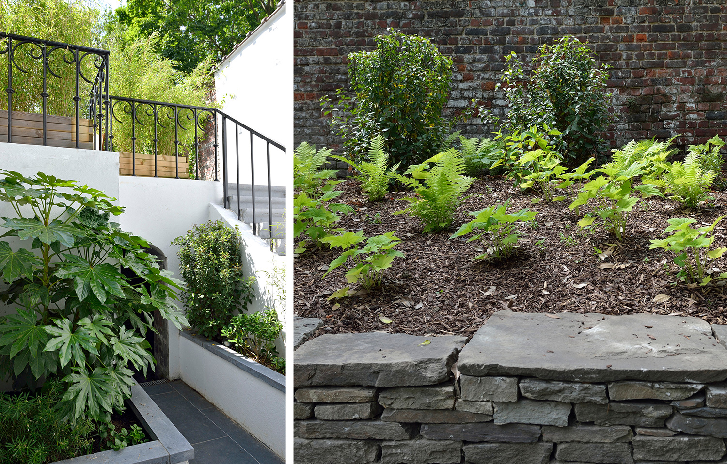 landscapedetails, fatsia, fougere